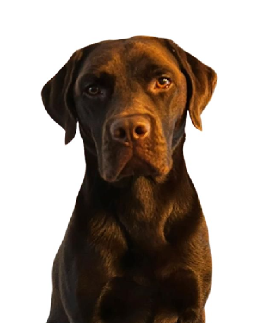 Schulhund Willi